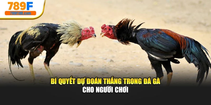 Bí quyết dự đoán thắng trong đá gà cho người chơi