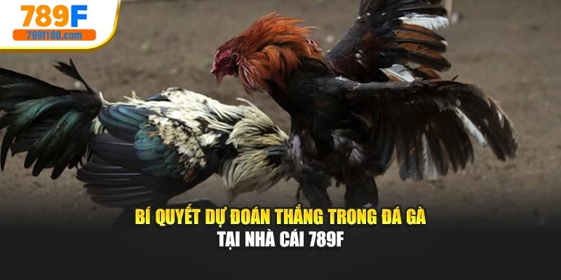 Bí Quyết Dự Đoán Thắng Trong Đá Gà Tại Nhà Cái 789F