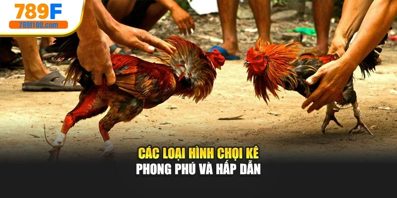 Các loại hình chọi kê phong phú và hấp dẫn