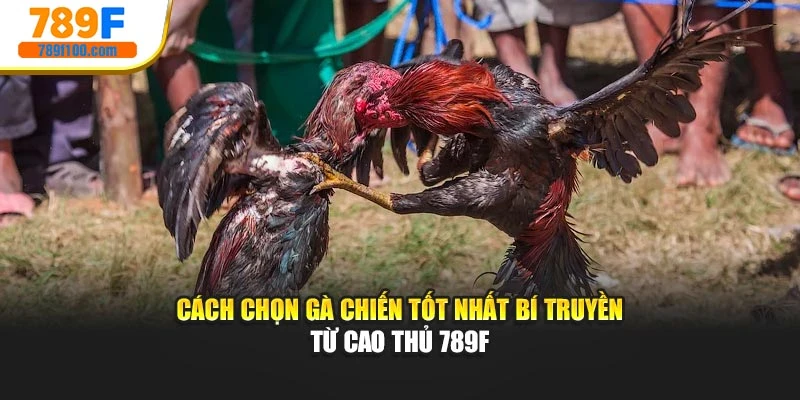 Cách Chọn Gà Chiến Tốt Nhất Bí Truyền Từ Cao Thủ 789F