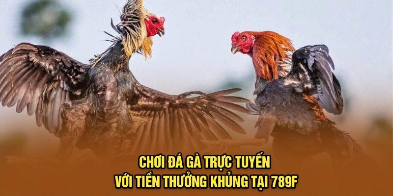 Chơi Đá Gà Trực Tuyến Với Tiền Thưởng Khủng Tại 789F