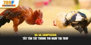 Đá Gà Campuchia - Tất Tần Tật Thông Tin Ngay Tại 789F