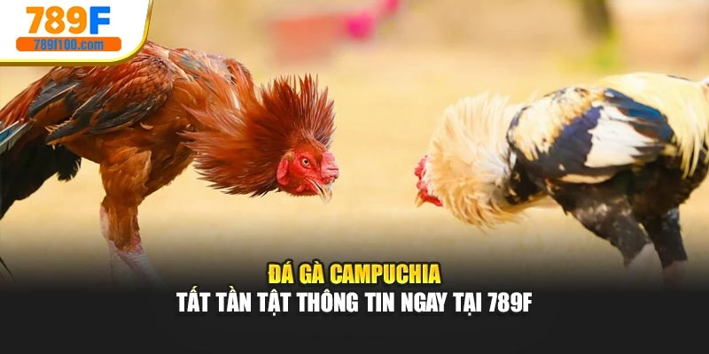 Đá Gà Campuchia - Tất Tần Tật Thông Tin Ngay Tại 789F