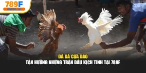Đá Gà Cựa Dao - Tận Hưởng Những Trận Đấu Kịch Tính Tại 789F