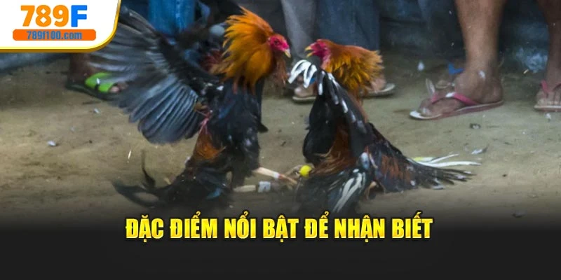 Đặc điểm nổi bật để nhận biết