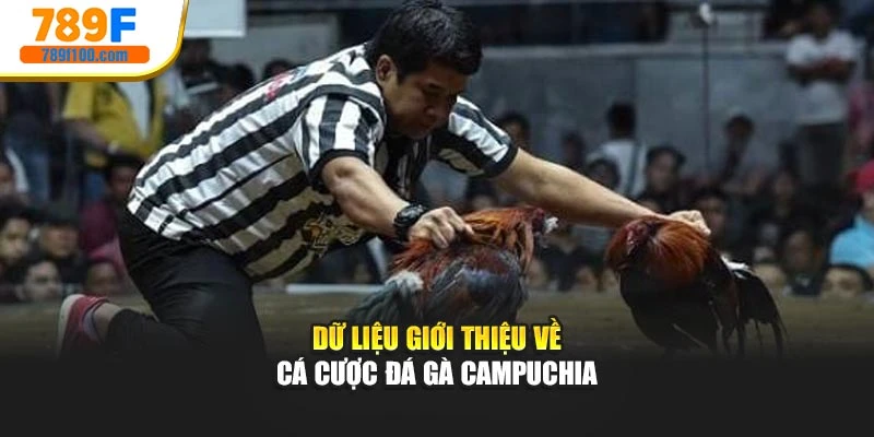 Dữ liệu giới thiệu về cá cược đá gà Campuchia