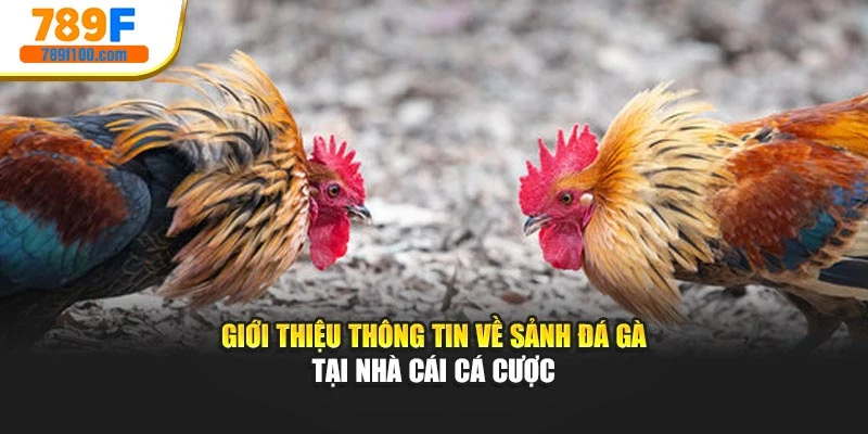 Giới thiệu thông tin về sảnh đá gà tại nhà cái cá cược