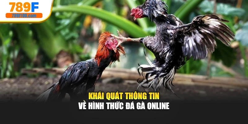 Khái quát thông tin về hình thức đá gà online