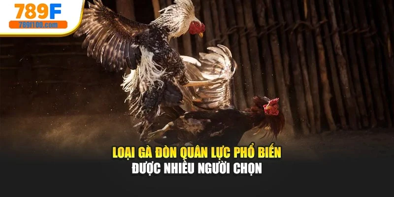 Loại gà đòn Quân lực phổ biến được nhiều người chọn