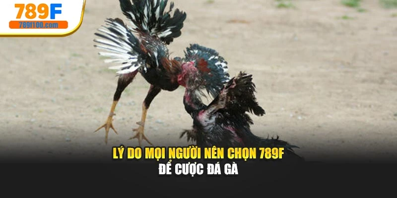 Lý do mọi người nên chọn 789F để cược đá gà