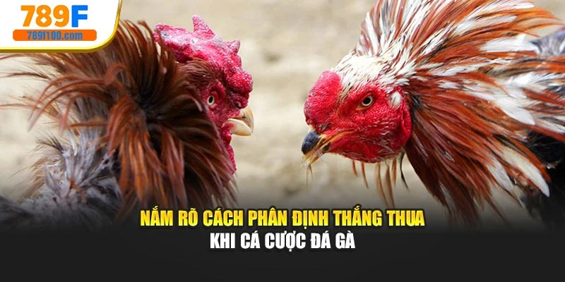 Nắm rõ cách phân định thắng thua khi cá cược đá gà