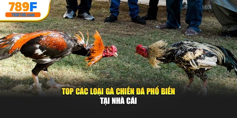 Top các loại gà chiến đá phổ biến tại nhà cái